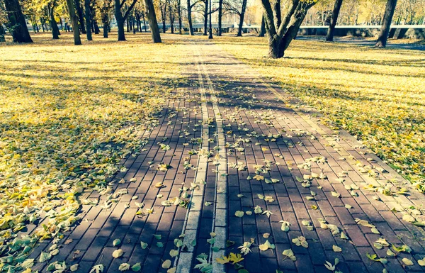 Carril bici en el parque de otoño / foto tonificada —  Fotos de Stock