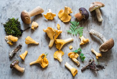 Mantar Chanterelles yakın çekim