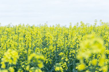 Çiçekli kolza tohumu çiçek altın alan