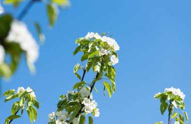 Arka plan üzerinde kiraz dal çiçek, yakın çekim