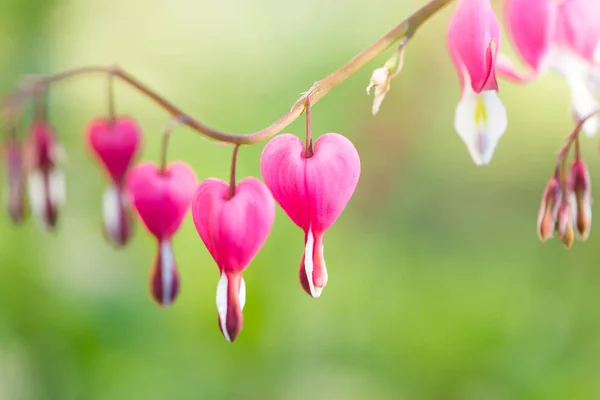 Spring flowers. Bleeding Heart flower, Dicentra spectabilis