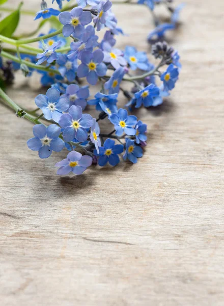 Esquece Não Flores Fundo Perto — Fotografia de Stock