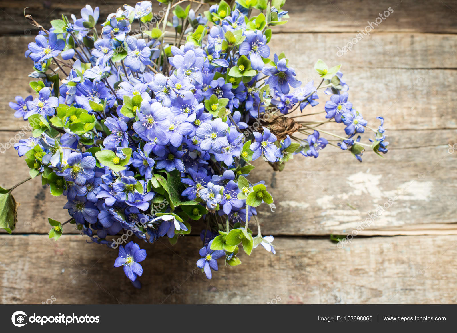 7 576 Forget Me Not Stock Photos Free Royalty Free Forget Me Not Images Depositphotos 7 576 Forget Me Not Stock Photos Free Royalty Free Forget Me Not Images Depositphotos