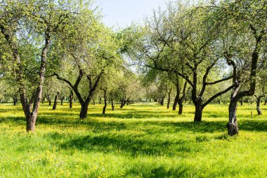 Yaşlı ağaçların bahar Park arka plan üzerinde kapat