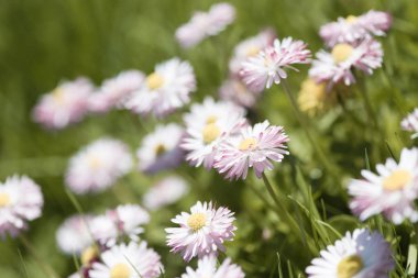 Arka planda yaz aylarında çiçek çiçekleri