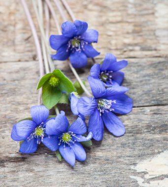 Bahar çiçekleri ahşap bir arka plan üzerinde yakın 