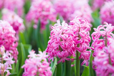 pembe sümbül yakın çekim