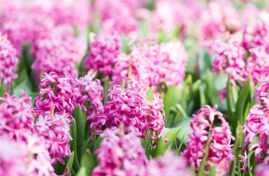 Bahçede pembe sümbül