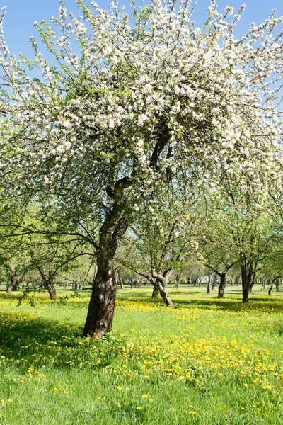 Blossom Orchard Background Close — Stock Photo, Image