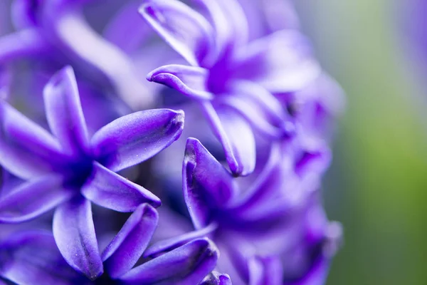 Purple hyacinth close up — Stock Photo, Image