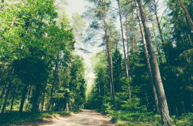 yaz zemin üzerine yeşil orman