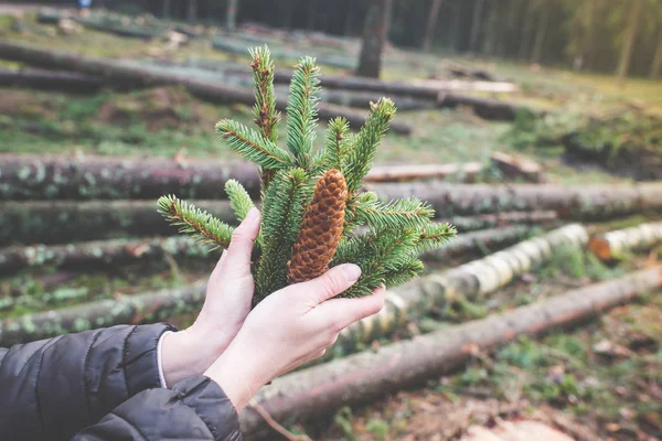 Female Hands Fir Cones Stock Photo