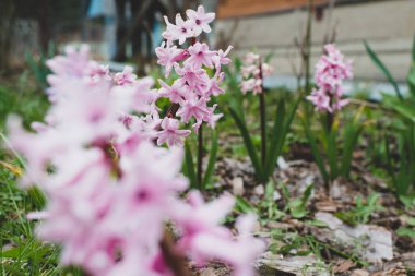 Bahar bahçesinde pembe çiçekler