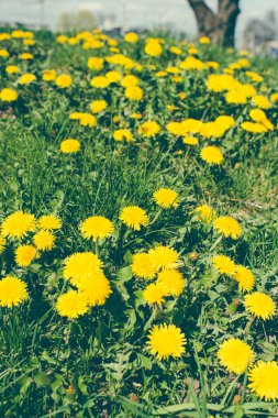 Baharda karahindiba çiçekli tarla