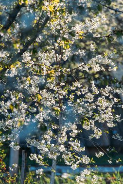 Bahçedeki yaşlı kiraz ağacı