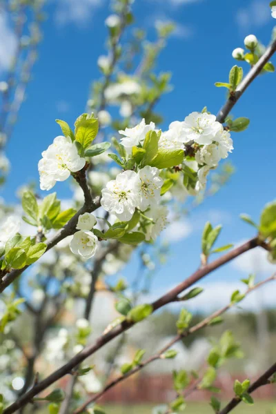 Old Blossom Cherry Tree Garden — Stock Photo, Image
