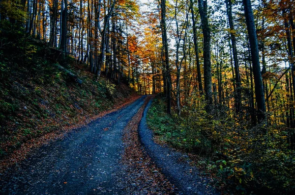 Autumn Road in the woods — Stock Photo, Image