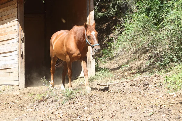 Коричневая лошадь выходит из конюшни — стоковое фото