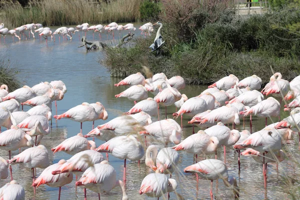 Flamencos rosados en Camargue, Francia —  Fotos de Stock