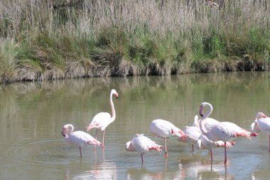 Pembe flamingolar Camargue, Fransa