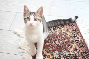 Farsça Halı üzerinde Tabby yavru kedi