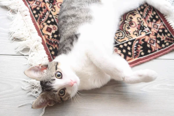 Tabby kitten on persian carpet Stock Picture