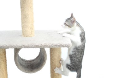 Tabby yavru kedi tırmalamak posta üzerinde