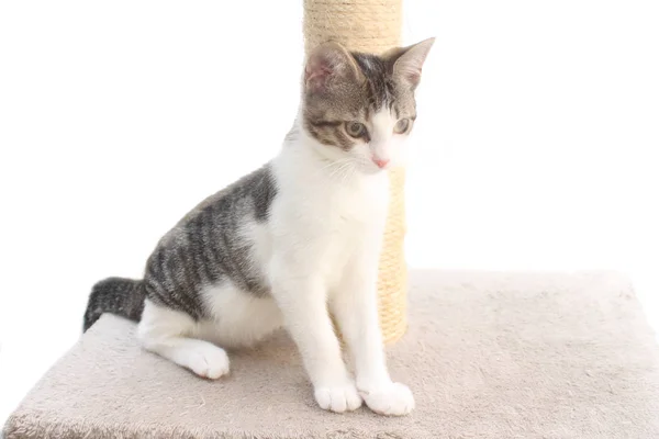 Tabby kitten on the scratching post — Stok Foto