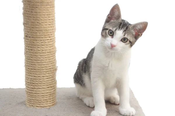 Tabby kitten on the scratching post — Stok Foto