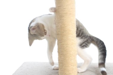 Tabby yavru kedi tırmalamak posta üzerinde