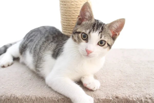 Tabby kitten on the scratching post — Stok Foto