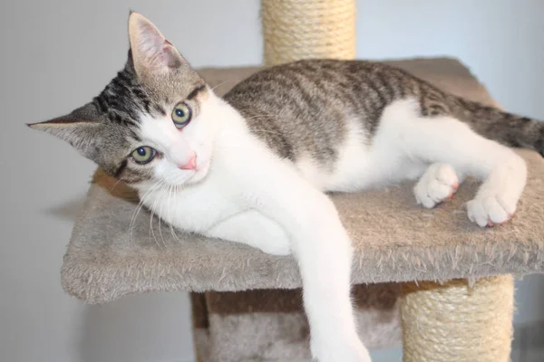 Tabby kitten on the scratching post — Stok Foto