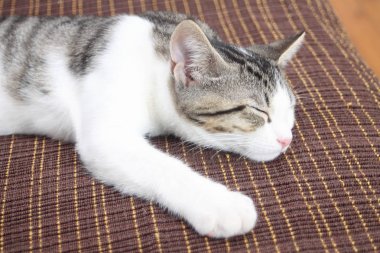 tabby yavru kedi uyku