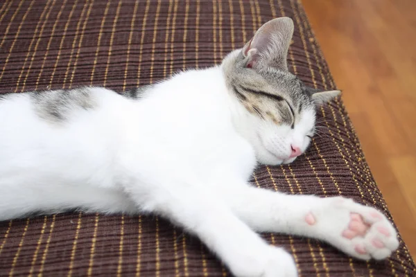 Tabby-Kätzchen schlafen — Stockfoto