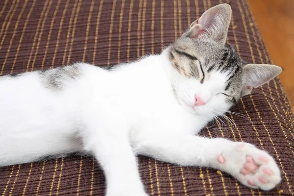 Tabby gattino dormire — Foto Stock