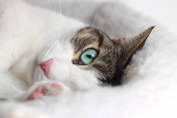 Nahaufnahme Einer Gestromten Katze Die Seinem Bett Schläft — Stockfoto