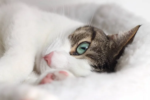 Nahaufnahme Einer Gestromten Katze Die Seinem Bett Schläft — Stockfoto