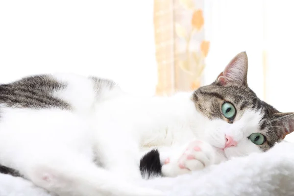 Nahaufnahme Einer Gestromten Katze Seinem Bett — Stockfoto
