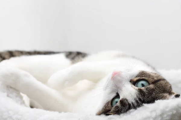 Nahaufnahme Einer Gestromten Katze Die Seinem Bett Schläft — Stockfoto