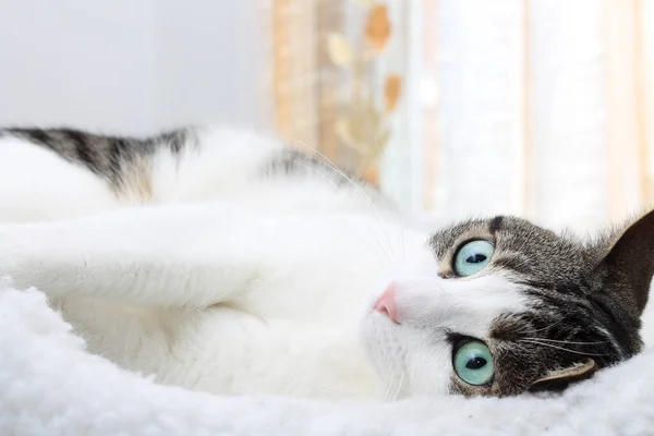 Nahaufnahme Einer Gestromten Katze Seinem Bett — Stockfoto