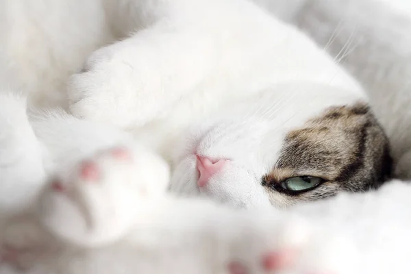 Närbild Tabby Katt Sover Sin Säng — Stockfoto