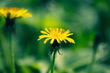 İlk karahindiba, yumuşak ve kabarık, mükemmel bir geçmişi var.