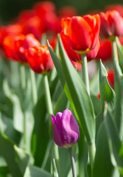 kırmızı güzel laleler arka plan ve ruh hali için