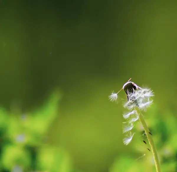 İlk karahindiba, yumuşak ve kabarık, mükemmel bir geçmişi var.
