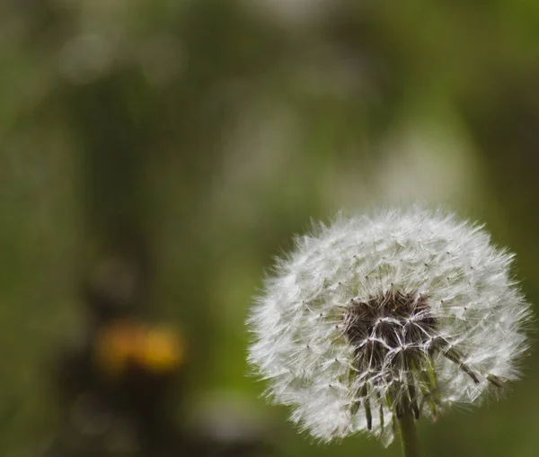 İlk karahindiba, yumuşak ve kabarık, mükemmel bir geçmişi var.