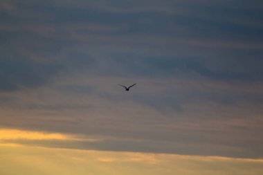 Gökyüzündeki büyük kuş gün batımında uçar