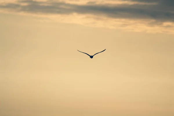 Großer Vogel Himmel Fliegt Bei Sonnenuntergang — Stockfoto