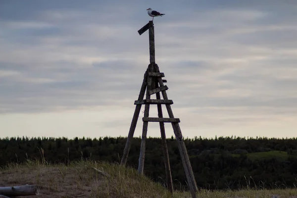 Bir martı balık avlıyor, bekliyor.