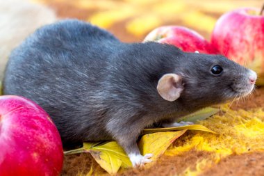 Beyaz sıçan 2020 'nin sembolü. Dekoratif el, sevimli fare.