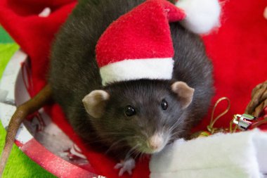 Noel 'de siyah bir farenin portresi. Yeni yıl, Fare Yılı 'dır. Yılın sembolü bir faredir. Noel faresi.
